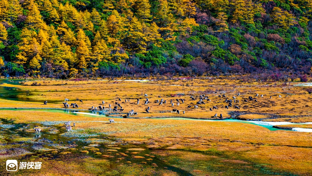 【徒步星球 · 踩线计划】雅拉穿越(10.24-10.29)深入雅拉东麓,探秘浮云牧场,露营彩林湖泊,驰骋塔公草原,6日轻装徒步踩线招募