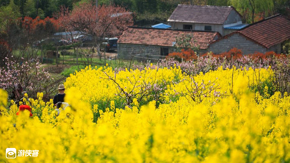 宜兴·油菜花开|玩转宝藏小城,单日赏花摄影休闲游