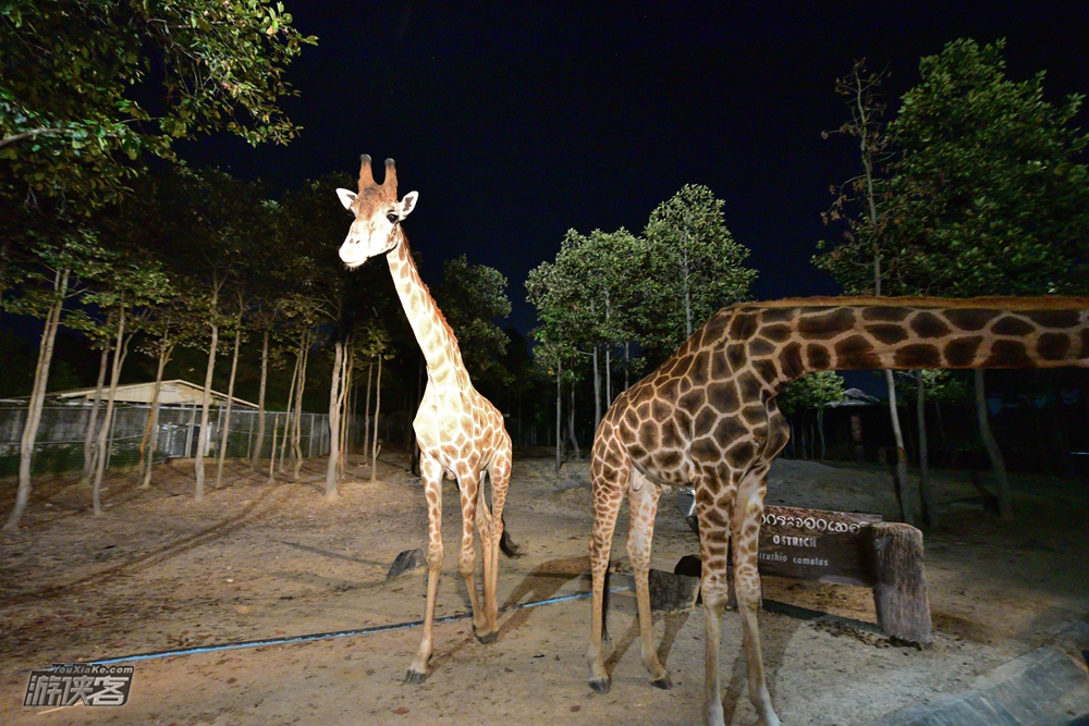 叢林大象營-泰廚烹飪課-夜間動物園-戀愛咖啡館-網紅大樹鞦韆-趣味