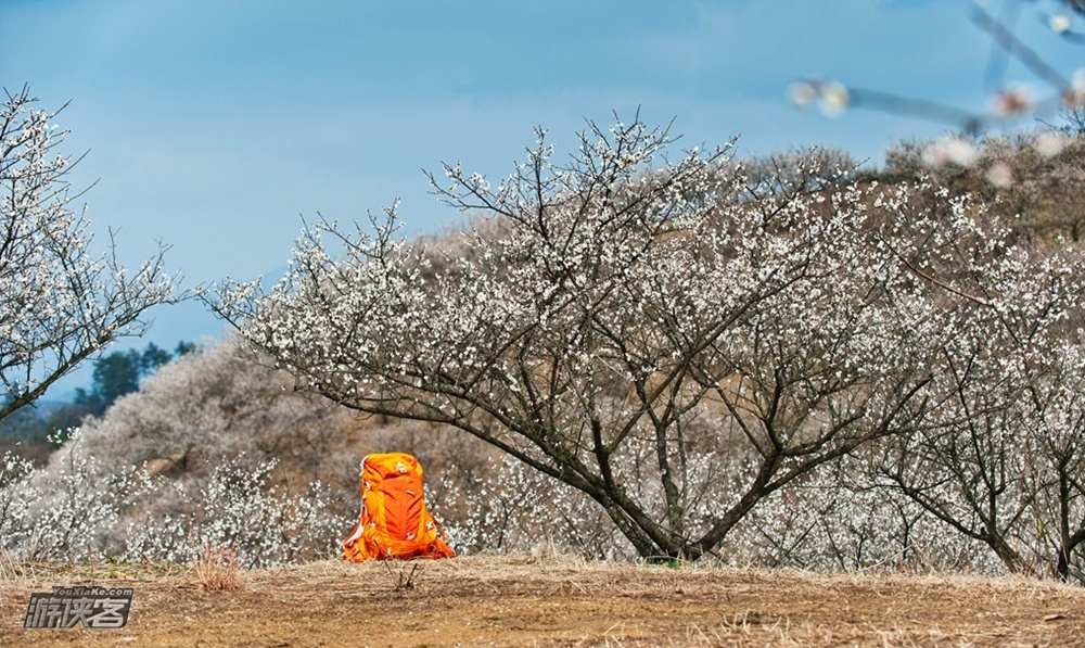 湖州梅花谷图片