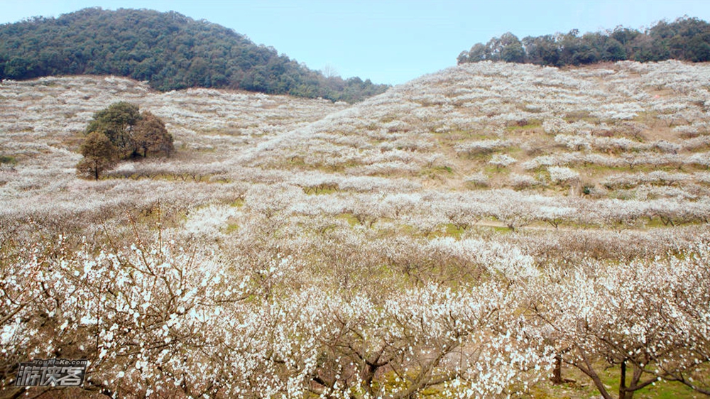 探秘湖州千亩梅花圣境,漫步水乡荻港,赏梅忆乡愁(休闲,摄影赏花1日)