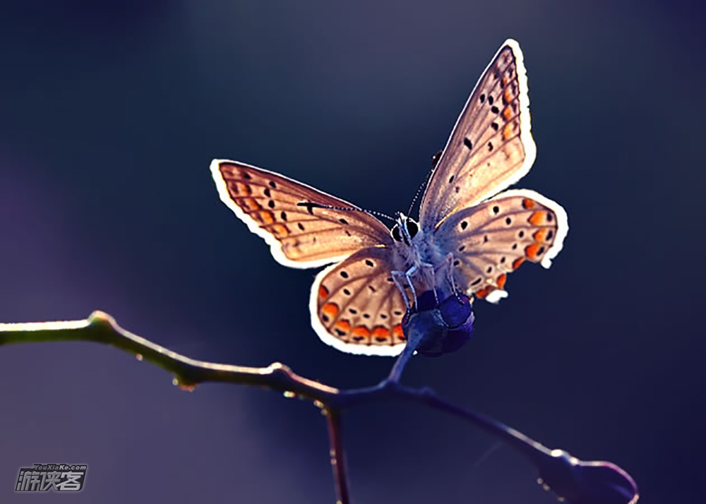 蝴蝶光摄影作品图片