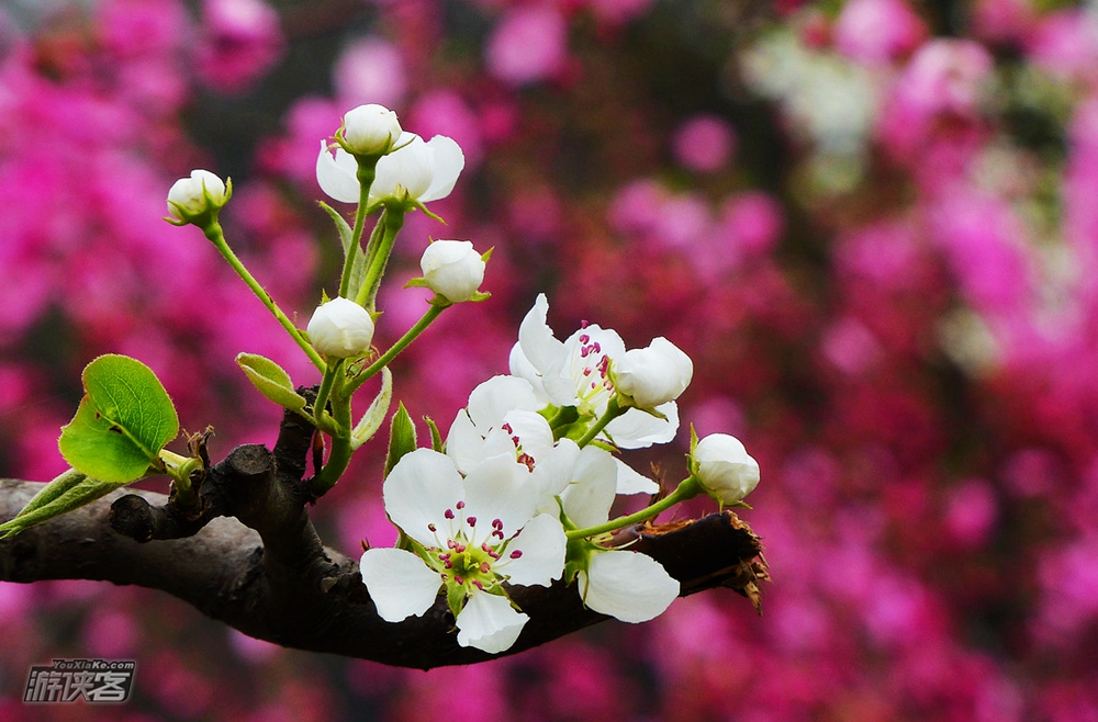 春季还有桃花迎春等红色山花盛开,衬托出梨花的雪白