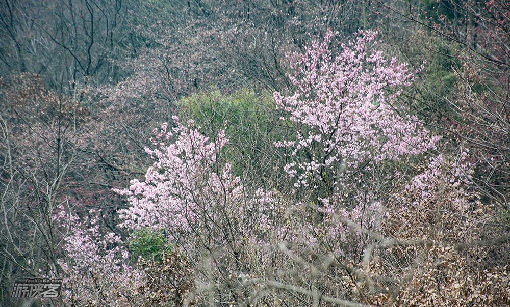 春天花事 · 磐安野樱花 东川村行走香榧古道