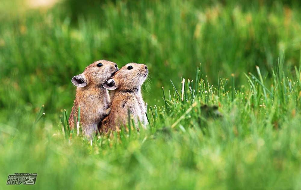          祁连山草原上的大眼贼
