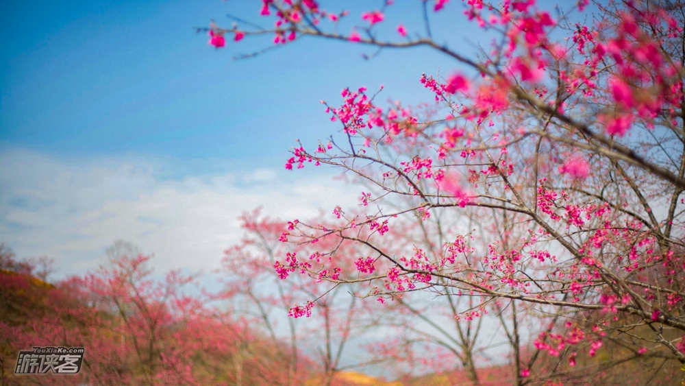 9週日:莫然櫻花綻放,紅白相間滿樹爛漫,湖心壩探秘客家圍屋,隨意穿梭