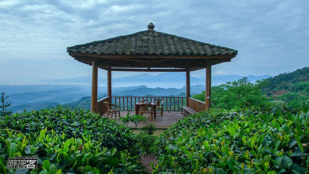 5清明批次 "扬子江心水,蒙顶山上茶"漫步万亩茶园,亲子户外轻徒步