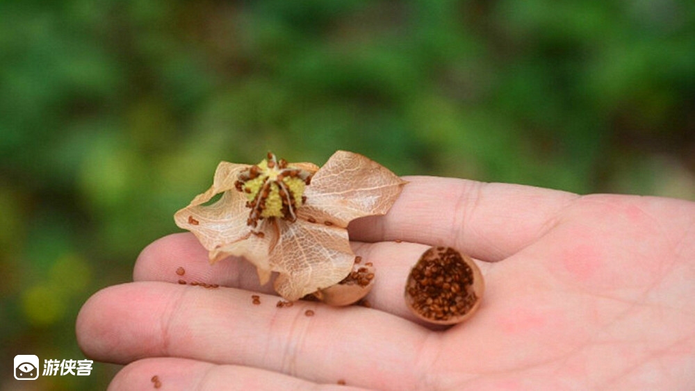 观察藤蔓爬山虎,认识冰粉原材料,学习如何搓冰粉,植物拓印体验,思考