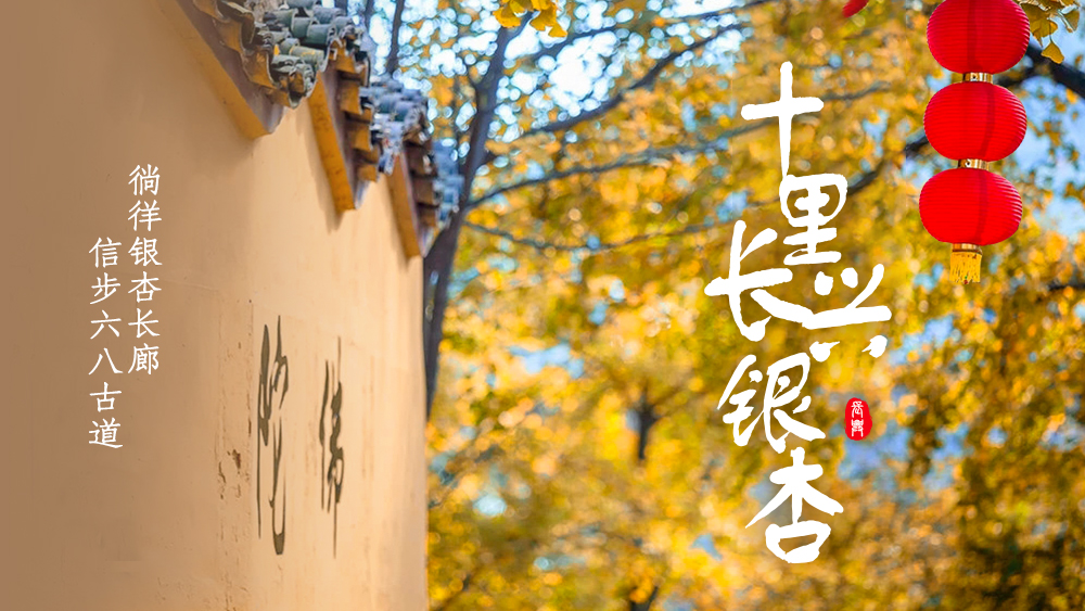 长兴银杏·六八古道 | 一年一度的赏秋盛宴 