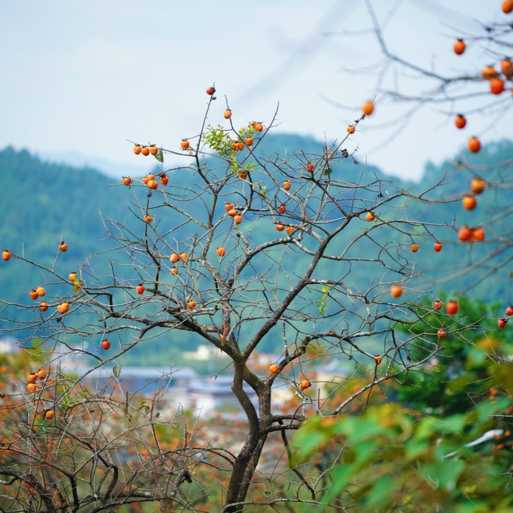 柿子熟了 | 从化十登之桂峰山，限定季节，买一送一