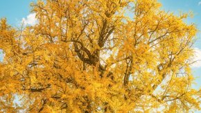 秋徒浮云岭 山脊漫步秋色长廊,赏杨家村十里古银杏