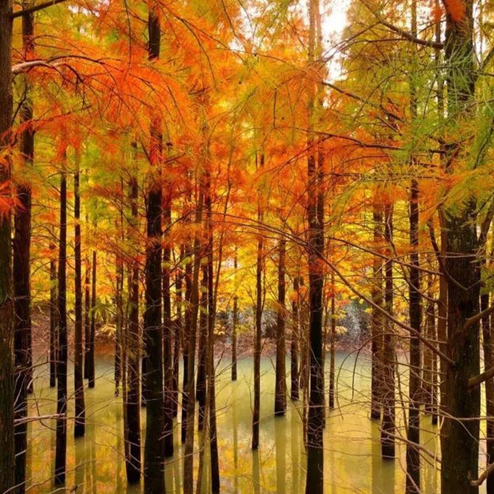 雪窦岭池杉·秋徒绍兴雪窦岭古道 | 入门级秋色徒步