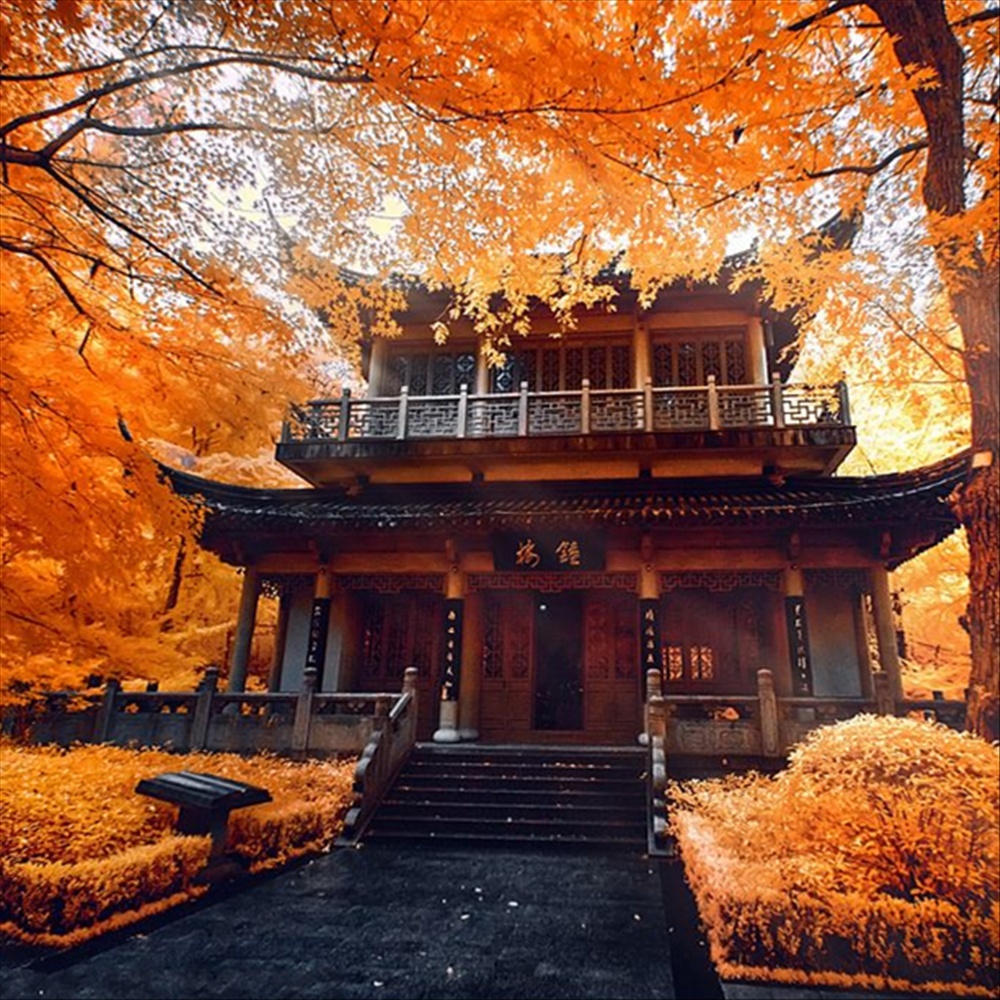 南京秋色 栖霞山-止马岭日出-池杉晨雾-恋山草原