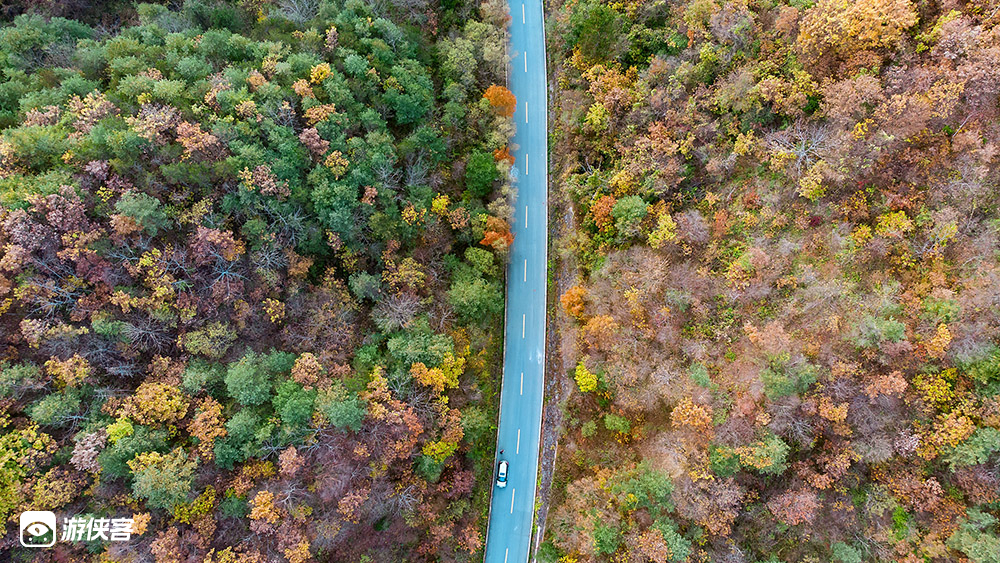 【秦岭秋色·汉中留坝2日】(自驾/拼车)秋天赏景好去处,千年银杏树/醉美高江公路/浪漫情人谷/火烧店小镇/太子岭红叶全景/狮子沟牧场,满足您对秋景所有遐想!