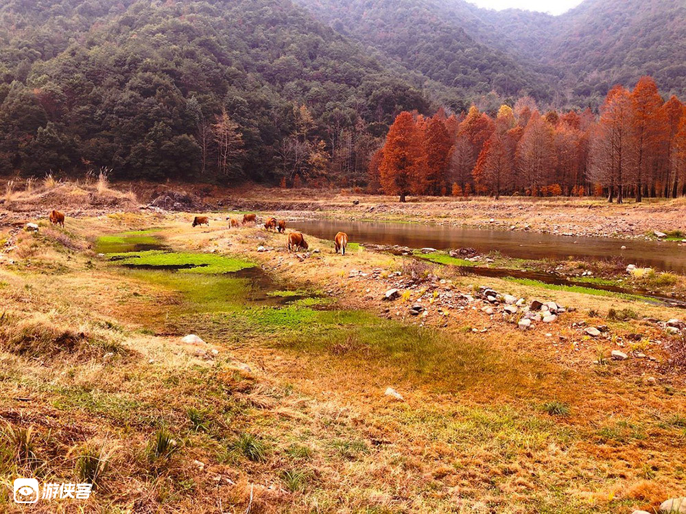 杉枫点火·临海秋韵|小芝红杉,茶辽红枫,朱叶流丹