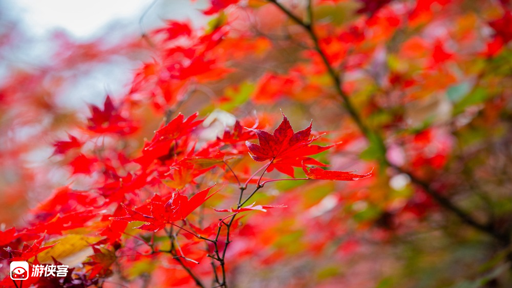【浙东秋色·秋落云山】11-12月,走磐安古道观漫天红枫,觅白云古村赏千亩银杏,落叶乔木,更有火山温泉等你享受,漫山金秋限定放送(11月进入观赏期)