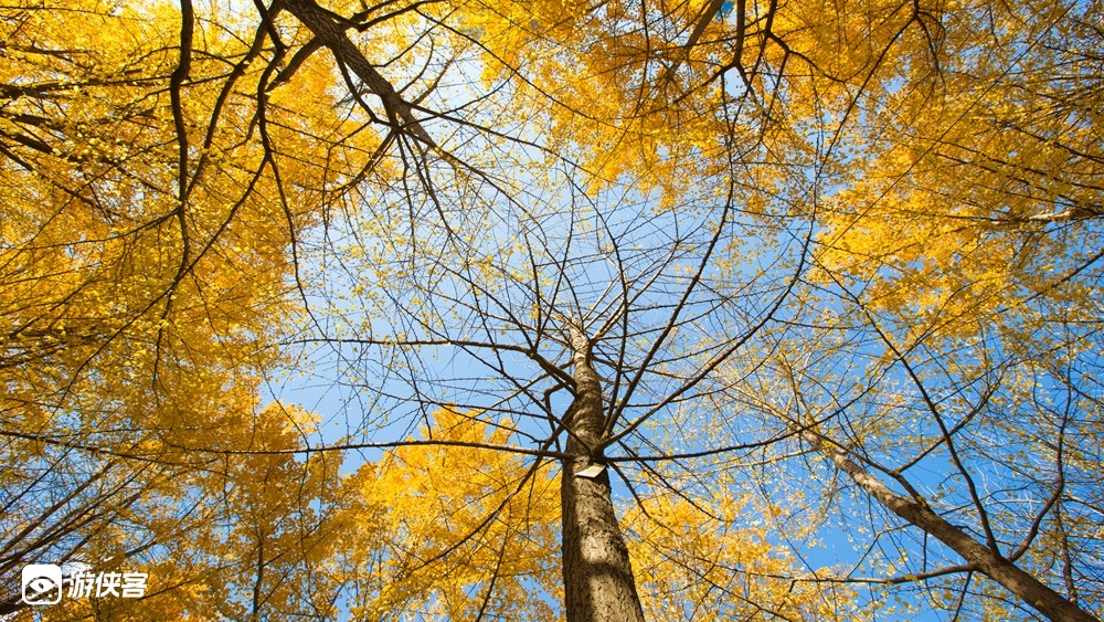【浙东秋色·秋落云山】11-12月,走磐安古道观漫天红枫,觅白云古村赏千亩银杏,落叶乔木,更有火山温泉等你享受,漫山金秋限定放送(11月进入观赏期)