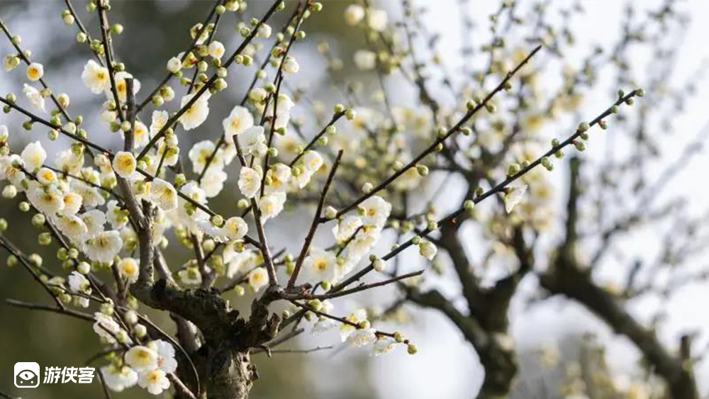 【骑遇香雪海】3.19周六,梅花盛开,势若雪海,邓尉探梅,骑行太湖蓝;绿色环保出行,避开拥堵路段,解决停车难点;特设休闲组+挑战组,骑行里程可选,送定制挂件(车辆勾选)