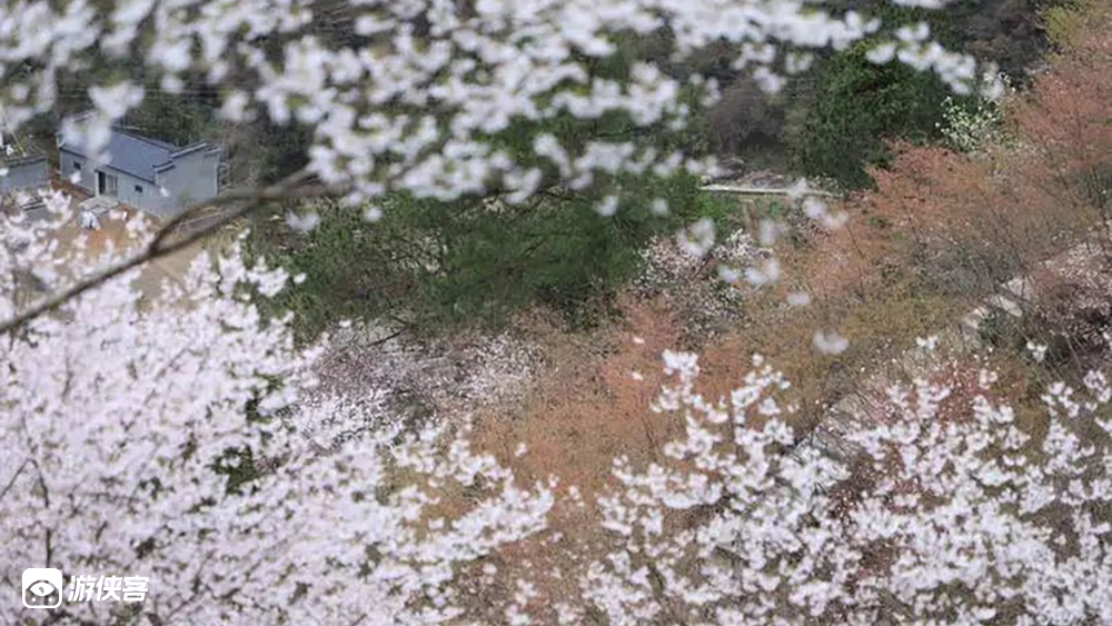 春天花事 · 磐安野樱花 东川村行走香榧古道