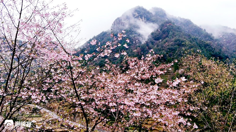 春天花事 · 磐安野樱花 东川村行走香榧古道