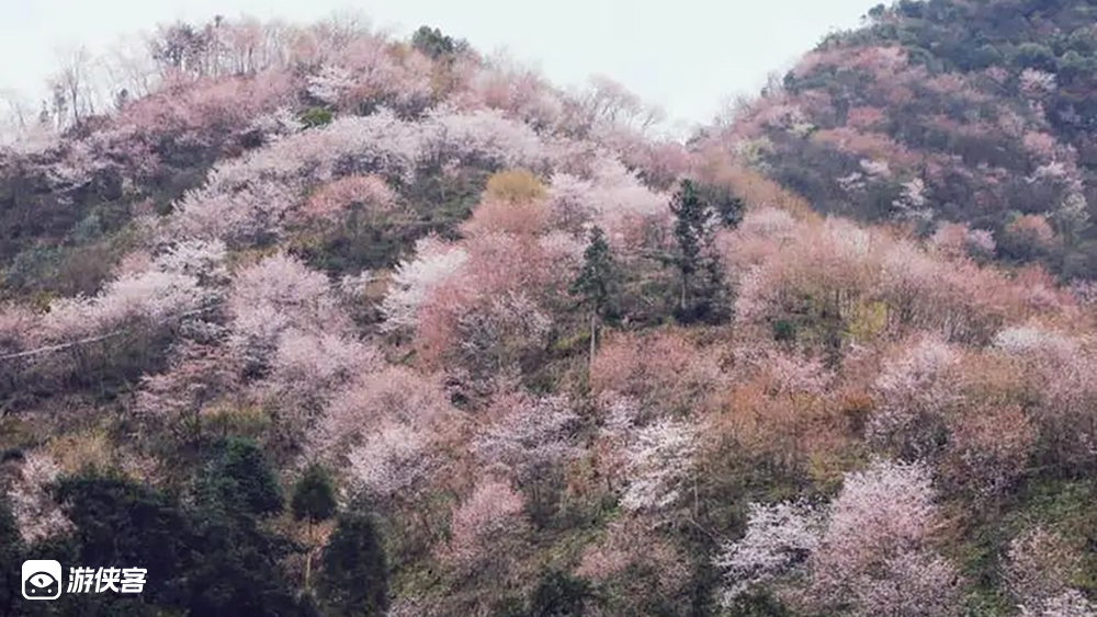春天花事 · 磐安野樱花 东川村行走香榧古道