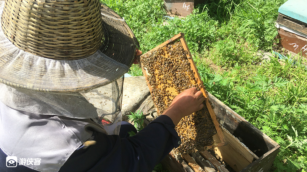 蜜蜂探险记·蜜蜂王国探访,手作黑芝麻丸。亲子半日