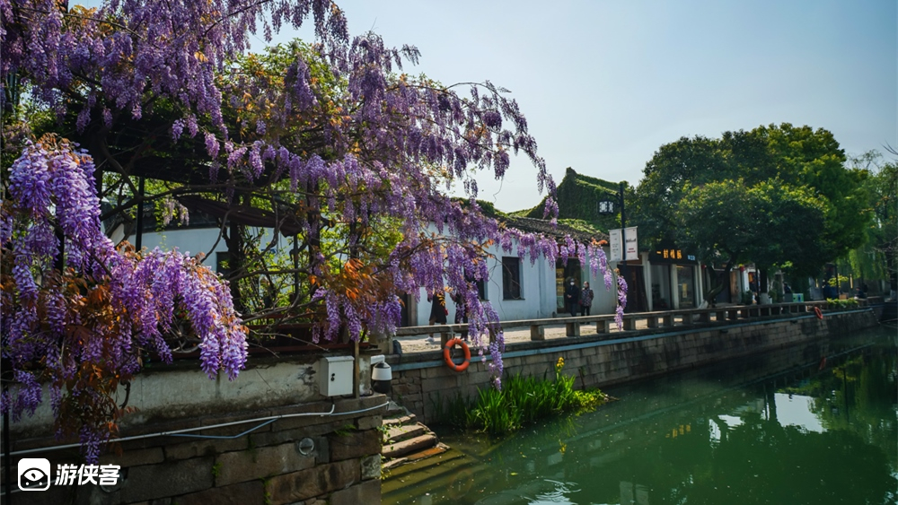 【城市行走·紫藤之约】4.10周日不可错过的梦幻紫,拙政园-平江路-东园-苏州公园-十中-十全街,春日漫步,你可以永远相信姑苏城的浪漫(约伴小众咖啡馆+十全街美食快闪)