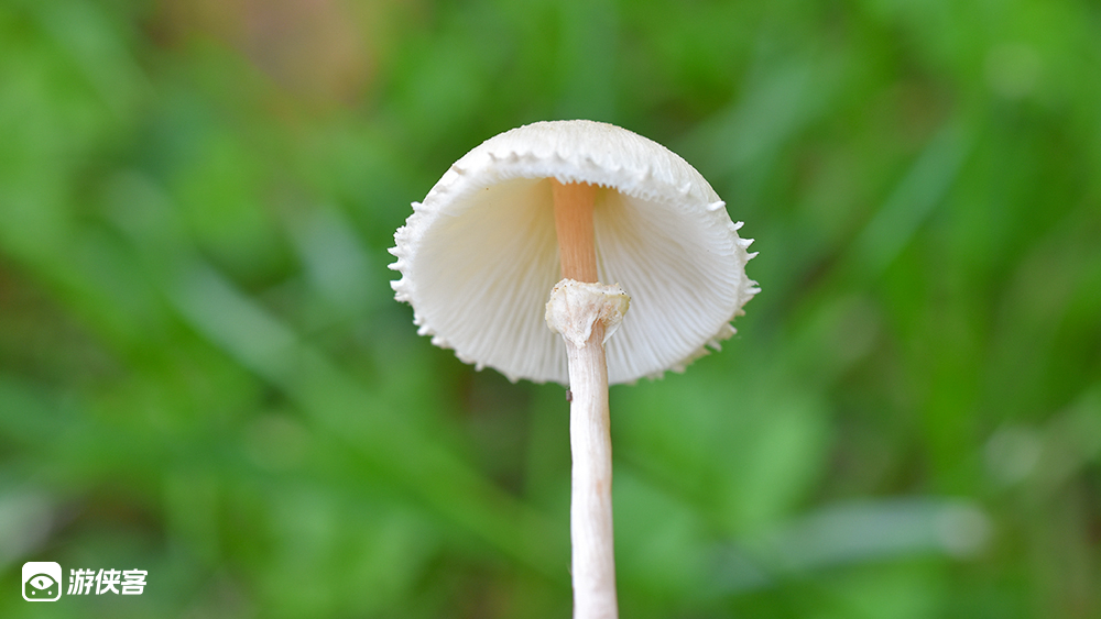 【奇趣自然·蘑菇历险记】跟大咖老师一起寻找蘑菇!