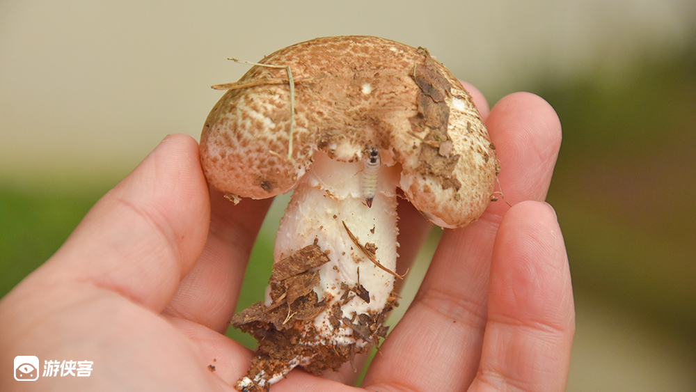 【奇趣自然·蘑菇历险记】跟大咖老师一起寻找蘑菇!