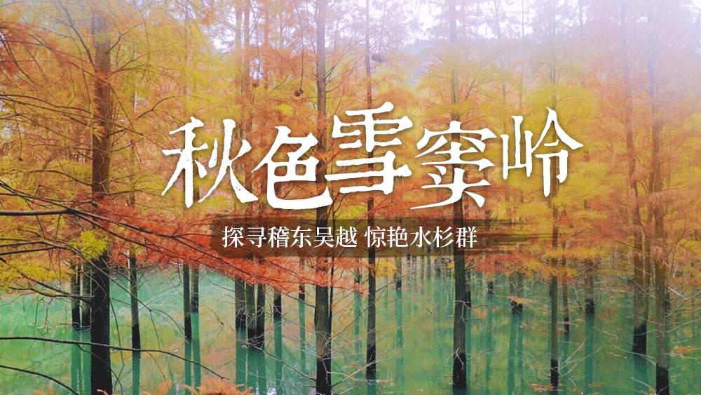 【秋染·雪窦岭水杉林】水杉红了!晚出早归懒人出行!稽东吴越,秋徒绍兴雪窦岭古道,寻觅幽幽深谷,惊艳水杉群,香榧林遍布,满山都是美景和传说,杭州赏秋轻徒步推荐!