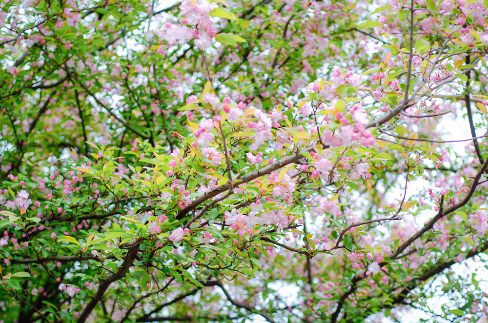 【2023花朝徒步节·成都】3.18周六,崇州三郎镇,樱花盛开漫山|春季徒步盛会|分组可选强度;一年一期,共赴一场春天花事之约