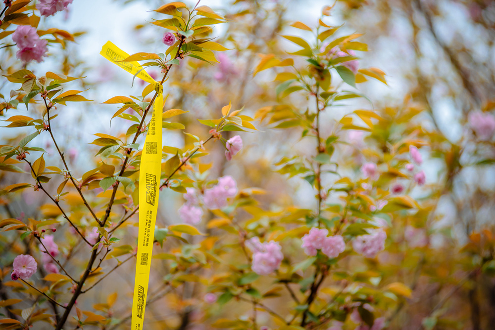 【2023花朝徒步节·成都】3.18周六,崇州三郎镇,樱花盛开漫山|春季徒步盛会|分组可选强度;一年一期,共赴一场春天花事之约