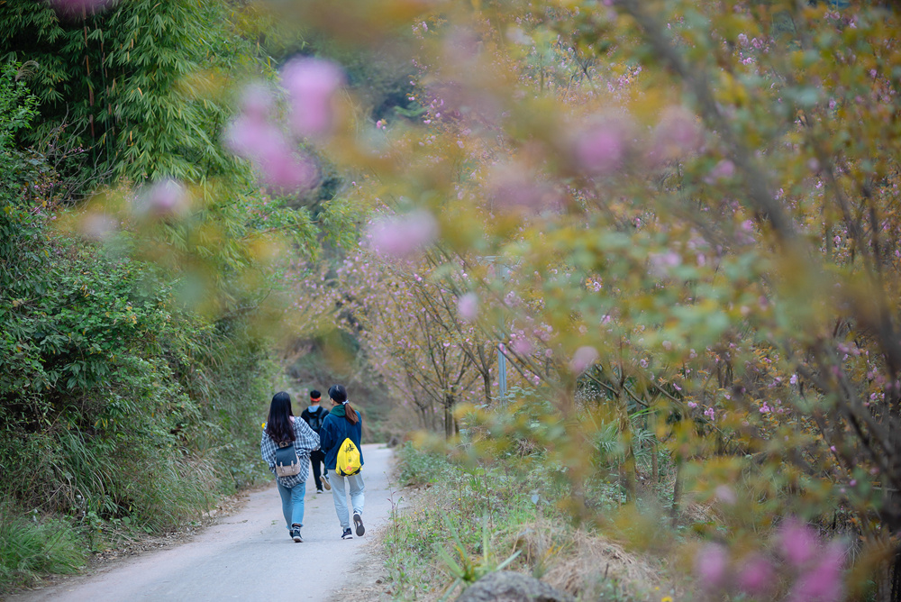【2023花朝徒步节·成都】3.18周六,崇州三郎镇,樱花盛开漫山|春季徒步盛会|分组可选强度;一年一期,共赴一场春天花事之约