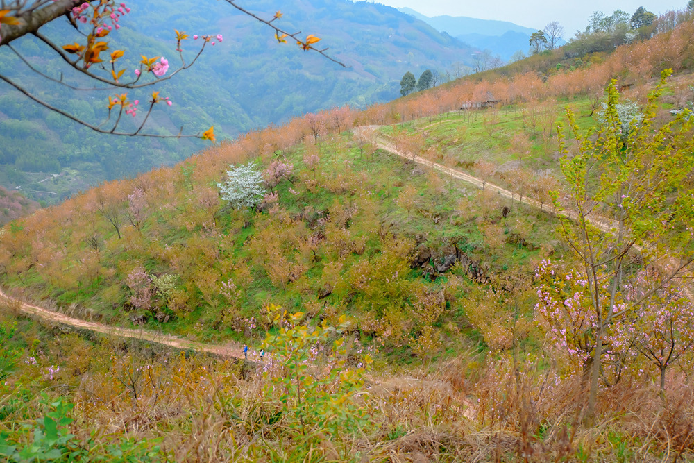 【2023花朝徒步节·成都】3.18周六,崇州三郎镇,樱花盛开漫山|春季徒步盛会|分组可选强度;一年一期,共赴一场春天花事之约