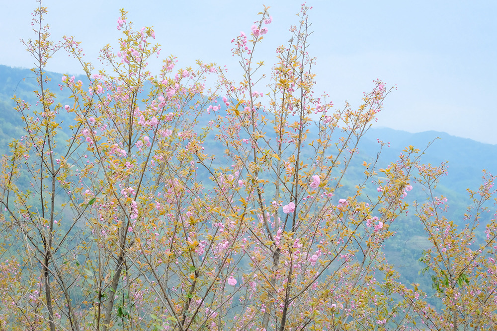【2023花朝徒步节·成都】3.18周六,崇州三郎镇,樱花盛开漫山|春季徒步盛会|分组可选强度;一年一期,共赴一场春天花事之约