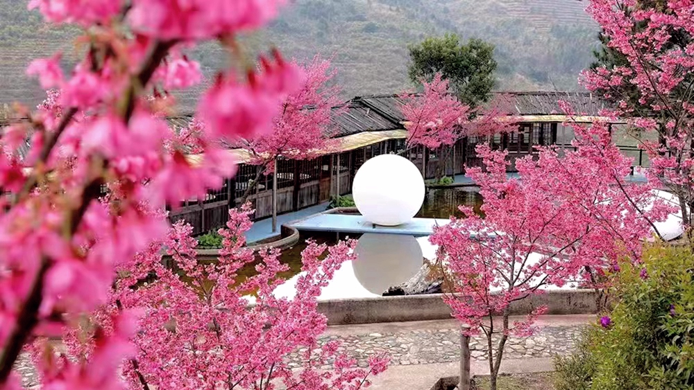 【闽南花事】樱花土楼过大年,新年登高冠豸山4日行