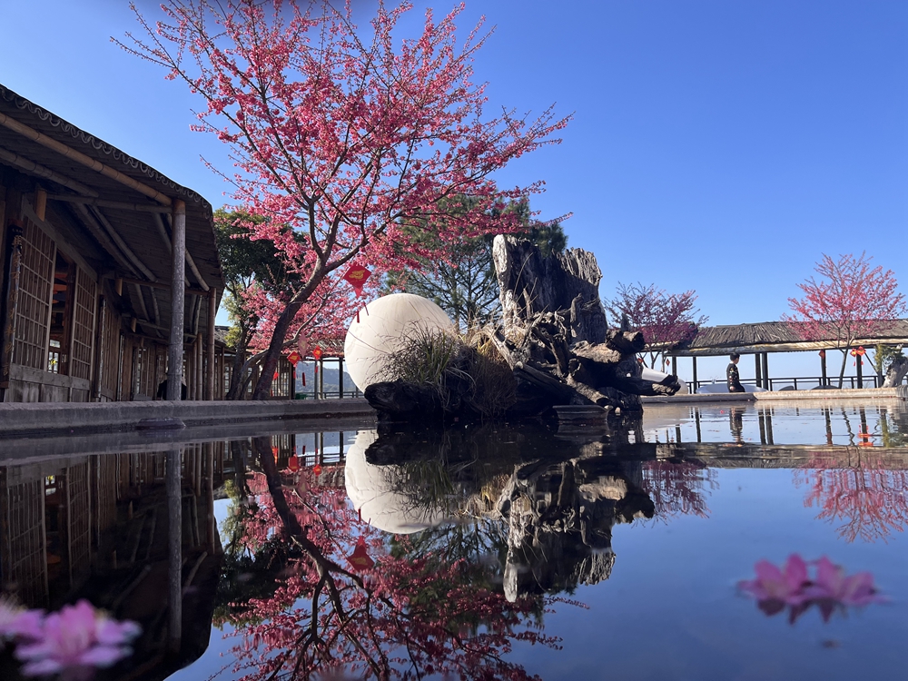 【闽南花事】樱花土楼过大年,新年登高冠豸山4日行