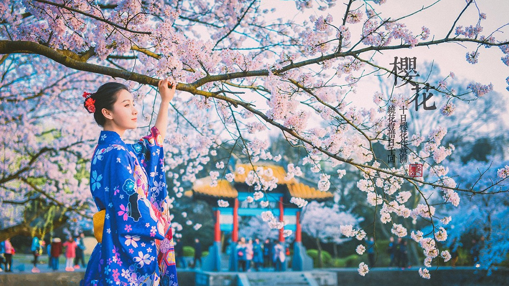亲子·鼋头渚樱花 | 三月奇遇双花,万株樱花片成海