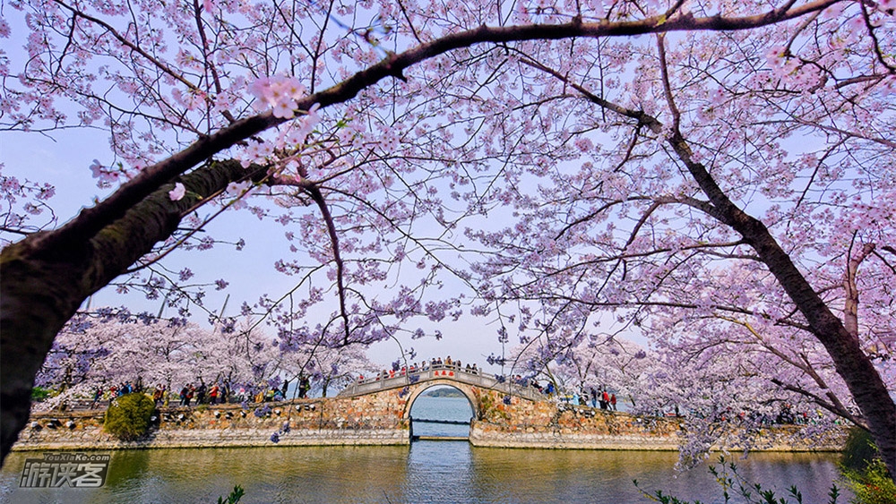 亲子·鼋头渚樱花 | 三月奇遇双花,万株樱花片成海