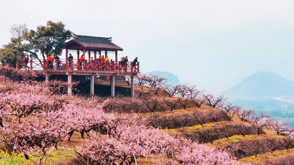 同山桃花｜踏春同山古道，游奉化天下No.1桃园