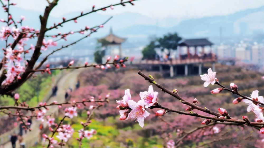 同山桃花｜踏春同山古道，游奉化天下No.1桃园