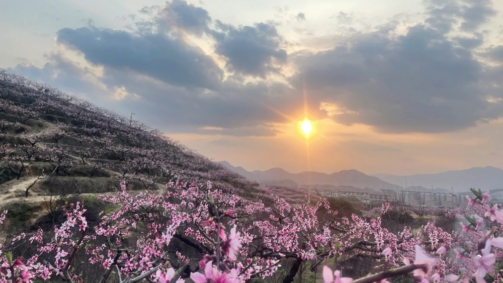 同山桃花｜踏春同山古道，游奉化天下No.1桃园