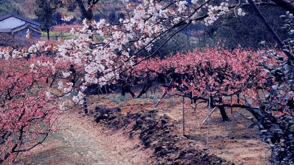 同山桃花｜踏春同山古道，游奉化天下No.1桃园
