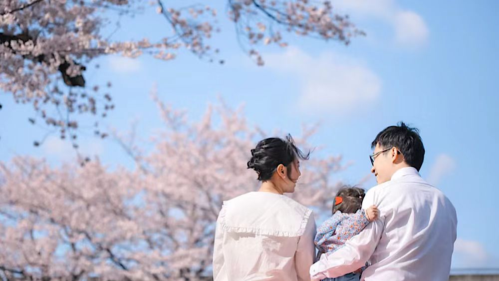 亲子·鼋头渚樱花 | 三月奇遇双花,万株樱花片成海