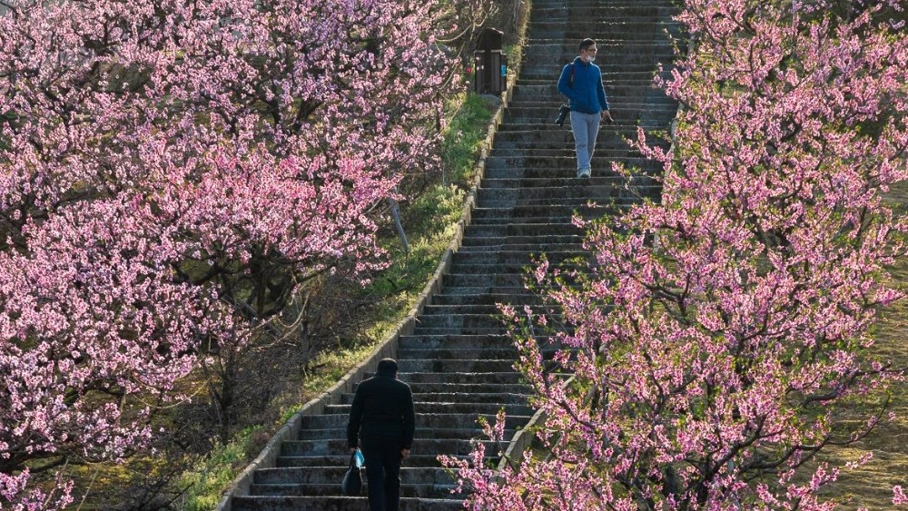 亲子·同山桃花节|三月桃花笑春风,春日畅游古同道