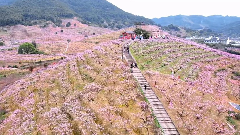 亲子·同山桃花节|三月桃花笑春风,春日畅游古同道