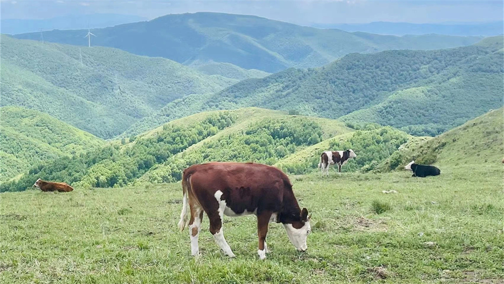 每周一山·汗海梁丨崇礼赏花穿越1日