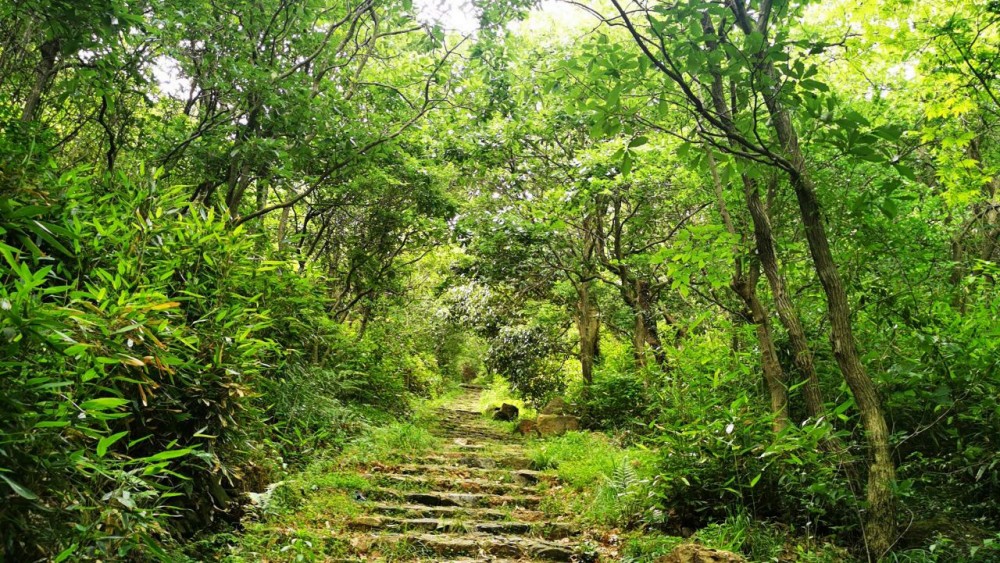 山水鸣鹤·五磊寻源丨亲水漫徒、漫游青山，览五磊寺