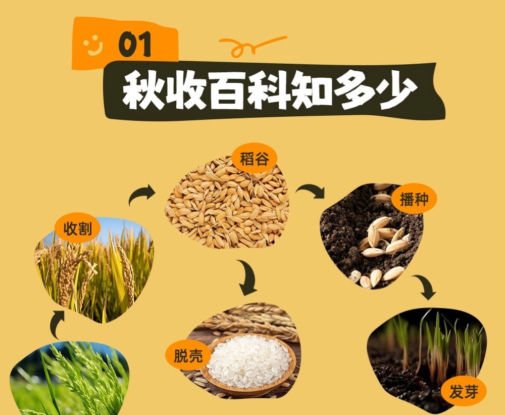 亲子秋收·收稻快乐半日 - 割稻体验+制作稻穗花束+火龙果采摘+挖番薯+酸奶水果杯DIY，惊喜小礼物&神秘环节