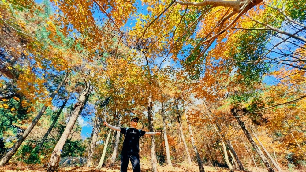 四明问秋·栖霞坑|徒步浙东秋色天花板,览枫叶水杉